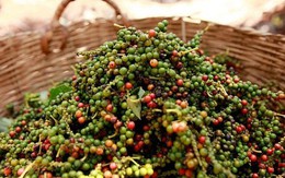 Giá hồ tiêu tiếp đà giảm, giữ mức trên 150.000 đồng/kg