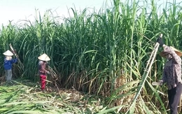 Lo đường nhập lậu lấn sân, vì sao doanh nghiệp không tự cứu mình?