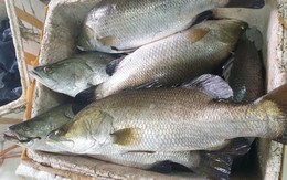 Loại cá được ví như "ông hoàng", thấy nhiều ở nhà hàng cao cấp: Ít xương, thịt ngọt mềm, dễ nấu