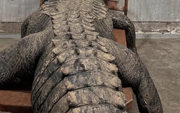 Phát hiện “khúc gỗ trôi sông” phát tiếng gầm gừ, nhóm đàn ông đánh vật suốt 1h, dùng đến cả công nghệ cao mới thoát hiểm