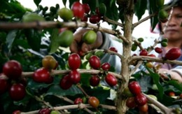 Chịu mức thuế 40% của Mỹ, nước láng giềng Việt Nam tính chuyển hướng xuất khẩu mặt hàng ‘hái ra tiền’ sang Nga