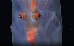 Đặt camera xuống biển sâu, phát hiện nhiều sinh vật kỳ lạ khiến các nhà khoa học sửng sốt