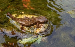 Giữ rừng già Tam Đảo có một “kho báu”, giải mã bí ẩn từ kỷ Jura