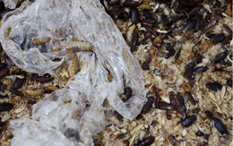 Video huấn luyện sâu ăn nhựa: Túi nilon mất 500 năm để tiêu hủy được 2.000 con sâu ăn hết trong 1 ngày, kỳ vọng giảm hơn 300 nghìn tấn khí thải nhà kính