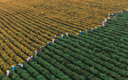 Loại trà từng được coi là kênh đầu tư thay thế BĐS hay chứng khoán nay chứng kiến giá lao dốc hơn 80%: Cuộc khủng hoảng bong bóng xa xỉ tại Trung Quốc