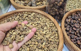 Giá cà phê hôm nay 9-9: Quay đầu tăng vọt