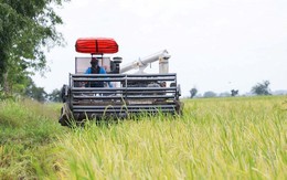 Giá 'hạt vàng' giảm sốc, nông dân Campuchia oằn mình chịu lỗ gần 7 triệu đồng/ha, tính bỏ ruộng sang Thái Lan làm thuê