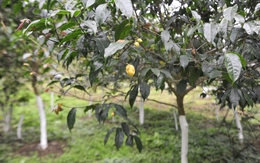 Việt Nam có loại cây được mệnh danh là thần dược "quý như vàng", riêng phần hoa có giá lên đến 20 triệu đồng/kg