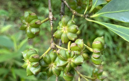 Việt Nam sở hữu hàng chục nghìn ha trồng một loại hoa triệu đô của thế giới: Vừa thu về hơn 40 triệu USD, Ấn Độ cực ưa chuộng