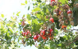 Lần đầu tiên, Campuchia đưa 14 tấn ‘sản vật tỷ USD’ sang nền kinh tế lớn thứ 3 EU, tham vọng trở thành 'đế chế' toàn cầu trong ngành công nghiệp góp gần 4% GDP