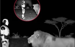 Video sư tử run sợ trước robot AI hút hơn 30.000 lượt quan tâm: Chuyên gia vào cuộc hé lộ sự thật