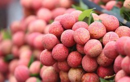 Xuất khẩu vải thiều thắng lớn