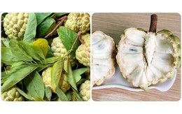 Quả na thơm ngon bổ dưỡng nhưng lại 'đại kỵ' với nhóm người này