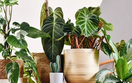 5 loại cây “gọi” may mắn đến nhà: Rất phù hợp để trưng dịp đầu năm mới