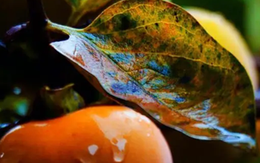 Loại lá xưa rụng đầy gốc không ai nhặt nay thành dược liệu quý bảo vệ tim mạch, giảm mỡ máu, làm mờ nếp nhăn...