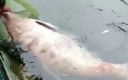 Bắt được "Quái ngư" dưới lòng hồ thủy điện Na Hang: Kích thước cực kỳ hiếm gặp