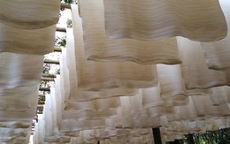 'Vàng trắng' của Việt Nam đắt hàng tại Đông Nam Á: diện tích trồng hơn 900.000 ha, nước ta là ông lớn top 5 thế giới