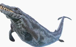 Thung lũng cá voi ở Ai Cập hé lộ hành trình tiến hóa kỳ lạ khi cá voi từng có chân và sống trên đất liền