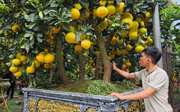 Cận cảnh chậu bưởi Diễn giá 150 triệu đồng tại TP.HCM