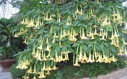 3 loài hoa đẹp mê hồn nhưng dễ “rước họa”: Tuyệt đối không nên trồng trong vườn nhà