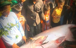 “Quái ngư" 230kg tại sông Hậu từng làm rúng động miền Tây, vừa kéo lên bờ đã được bán với giá không tưởng