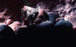 Loài động vật có vú gần như máu lạnh duy nhất còn sống khiến giới khoa học bối rối vì quá khác thường