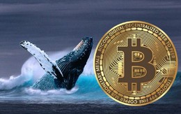 Thị trường tiền số hôm nay, 11-1: "Cá voi" Bitcoin bất ngờ quay xe