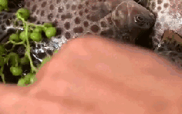 Loài cá đặc sản miền Tây, cả nước săn lùng