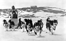 Vì sao những chú chó bị “trục xuất” khỏi Nam Cực vào năm 1994?