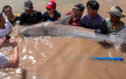 "Thủy quái" tưởng chỉ có trong huyền thoại xuất hiện ở sông Tiền giữa đêm
