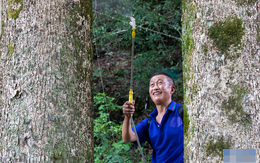 Thương gia mang hơn 900 tỷ đồng hỏi mua 3 cây gỗ trong vườn, lão nông dân đưa ra quyết định gây tranh cãi