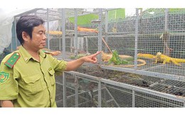 Nuôi "rồng" ở TPHCM: Thú chơi đắt đỏ vi phạm pháp luật