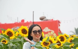 Sốt sình sịch với cánh đồng hoa xuân ở TPHCM