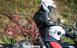 Đào, mận Mộc Châu hút khách chơi Tết sớm