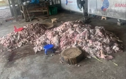 Phát hiện thịt lợn bốc mùi hôi thối sắp 'tuồn' ra thị trường