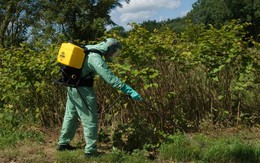 Loài cây “ác mộng” khiến Anh phải chi hơn 8.733 tỷ đồng/năm để tiêu diệt: Đâm thủng cả bê tông, cao thêm 2,5m chỉ trong 1 tháng