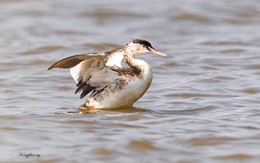 Tại cửa sông Ba Lạt, lần đầu tiên giới khoa học Việt Nam có phát hiện đặc biệt