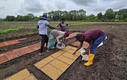 Không phải Thái Lan hay Việt Nam, giống lúa từ một quốc gia châu Á đang gây sốt tại châu Phi: Năng suất cao gấp 1,7 lần, chu kỳ sinh trưởng ngắn