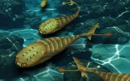 Một điều khủng khiếp đã giúp loài cá đột ngột có mặt trên Trái Đất