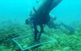 "Kho báu" dưới nước ở vịnh Nha Trang hé lộ nhiều hoạt chất quý