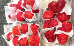 Dâu tây Mộc Châu đắt như tôm tươi tại TP.HCM