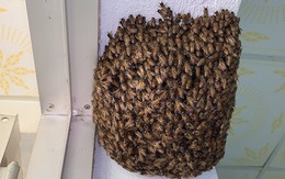 4 vật vào nhà là điềm báo chuyện tốt lành, đuổi đi dễ mất lộc như chơi