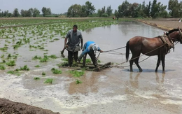Mỹ áp thuế mới với Iran, gạo một quốc gia châu Á đón sóng gió, chính phủ lập tức trấn an ‘vẫn trong tầm kiểm soát’