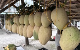 Xuất hiện loại xoài "quái vật" nặng bằng em bé sơ sinh tại miền Tây