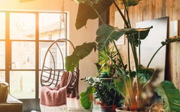 Loại cây là biểu tượng của vận xui, cần loại bỏ ngay khỏi nhà