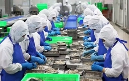 Lý do xuất khẩu thủy sản Việt Nam vượt 11 tỷ USD