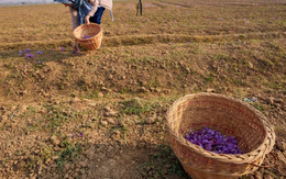 Gia vị đắt nhất thế giới bất ngờ gặp 'bão táp': Sản lượng thấp kỉ lục, là hoa quý chỉ nở 36 tiếng mỗi năm