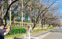 Mê mẩn check-in hàng sưa khẳng khiu ngả bóng đẹp như trong phim