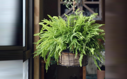 4 loại cây "nhả oxy ban đêm" nhà nào cũng nên có: Đặt đúng vị trí, tăng vượng khí, làm gì cũng thuận