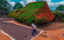 Ngắm ngôi nhà phủ kín hoa xác pháo 'nổi như cồn' ở Lâm Đồng